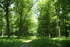 skogtrail skogtrail