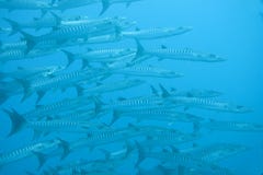 Skola av Sphyraenabarracudan för stor barracuda, Raja Ampat arkivbilder Skola av Sphyraenabarracudan för stor barracuda, Raja Ampat arkivbilder