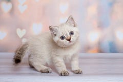 Skotsk kattunge av ljus färg royaltyfri foto Skotsk kattunge av ljus färg royaltyfri foto