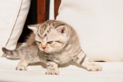 Skotsk veckkattunge arkivbilder Skotsk veckkattunge arkivbilder