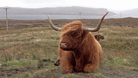 Skotskt höglands- nötkreatur bredvid vägen för enkelt spår på ön av Skye - Skottland arkivfilmer Skotskt höglands- nötkreatur bredvid vägen för enkelt spår på ön av Skye - Skottland arkivfilmer