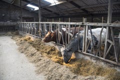 Skrämma lantgårdbegreppet av jordbruk, a-flock av kor royaltyfri bild Skrämma lantgårdbegreppet av jordbruk, a-flock av kor royaltyfri bild