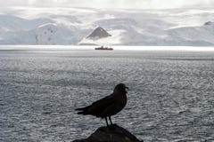 Skua And Ship In Antarctica Stock Photography Skua And Ship In Antarctica Stock Photography