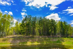 Skuggor för skoglake_brightsun_big från träd royaltyfri fotografi Skuggor för skoglake_brightsun_big från träd royaltyfri fotografi