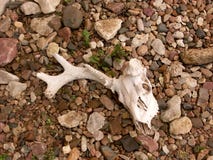 Skull in bed of rocks royalty free stock photos Skull in bed of rocks royalty free stock photos