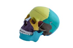 Medical Human Skull Frontal Stock Photo - Image of adult, biology: 24813324
