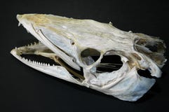 Skull of a Cod fish