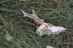Skull with horns stock photography Skull with horns stock photography