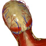 Skull with muscles and nerves back view vector illustration Skull with muscles and nerves back view vector illustration