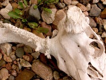 Skull remains and stones stock photo Skull remains and stones stock photo