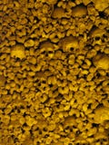 Skulls In Yellow Light Stock Photo