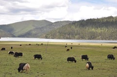 Sky far mountain and yak grazing on the grassland royalty free stock photo Sky far mountain and yak grazing on the grassland royalty free stock photo
