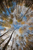 Sky In Birch Forest. Stock Photography Sky In Birch Forest. Stock Photography