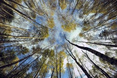 Sky In Birch Forest. Royalty Free Stock Photo Sky In Birch Forest. Royalty Free Stock Photo