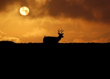 Skylined Deer on Hunt