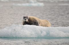 Skäggig skyddsremsa på en inceberg som är norr, Spitsbergen, Svalbard, Norge royaltyfria foton Skäggig skyddsremsa på en inceberg som är norr, Spitsbergen, Svalbard, Norge royaltyfria foton