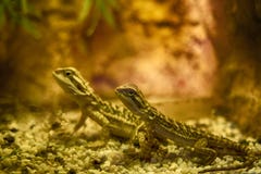 Skäggigt drakeslut upp, grund dof Pogona är ett släkte av reptien royaltyfri foto Skäggigt drakeslut upp, grund dof Pogona är ett släkte av reptien royaltyfri foto