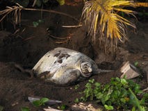 sköldpadda för tortuguero för hav för costanationalparkrica royaltyfri bild sköldpadda för tortuguero för hav för costanationalparkrica royaltyfri bild