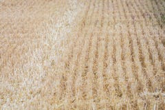 Skördad cornfield som bakgrund eller textur arkivfoto Skördad cornfield som bakgrund eller textur arkivfoto