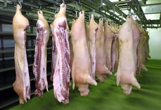 Slachthuisarbeiders in de ijskast royalty-vrije stock afbeelding Slachthuisarbeiders in de ijskast royalty-vrije stock afbeelding