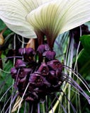 Slagträ-som blomman, hur härligt den ser arkivbilder Slagträ-som blomman, hur härligt den ser arkivbilder