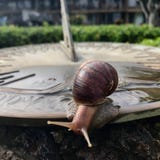 Slak het Zoeken stock foto Slak het Zoeken stock foto