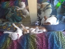They sleeping stock photo They sleeping stock photo