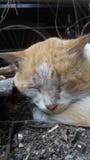 Sleeping cat stock photography Sleeping cat stock photography