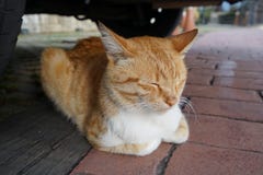 Sleeping cat under the car royalty free stock photo Sleeping cat under the car royalty free stock photo
