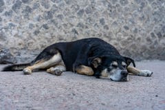 sleeping dog in ruin city of pompeij, italy