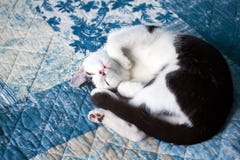 Sleeping Domestic Cat Royalty Free Stock Photography