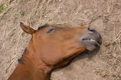 Sleeping Horse Royalty Free Stock Photo