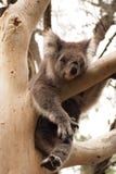 Sleeping koala Royalty Free Stock Photography Sleeping koala Royalty Free Stock Photography