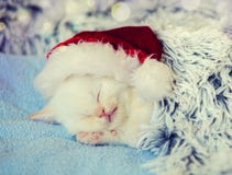 Sleeping little kitten wearing Santa Claus hat royalty free stock photo Sleeping little kitten wearing Santa Claus hat royalty free stock photo