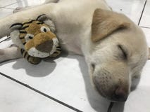 dog hugging stuffed animal