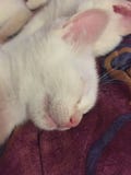 Sleepy White Angel royalty free stock photo Sleepy White Angel royalty free stock photo