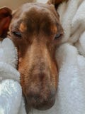 Long nosed dachshund. stock image Long nosed dachshund. stock image