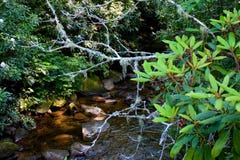 Sliding Rock Pisgah National Forest Royalty Free Stock Photo Sliding Rock Pisgah National Forest Royalty Free Stock Photo