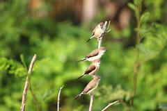 4 sliverbills indiani che si siedono su un albero fotografia stock 4 sliverbills indiani che si siedono su un albero fotografia stock