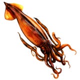 Sloanii fresco de Nototodarus, calamar da seta de Nova Zelândia, calamar do voo de Wellington, isolado, ilustração da aquarela no ilustração stock Sloanii fresco de Nototodarus, calamar da seta de Nova Zelândia, calamar do voo de Wellington, isolado, ilustração da aquarela no ilustração stock