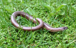 Slow Worm Stock Images Slow Worm Stock Images