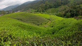 Slowmotion wide-angle shot of a big tea plantation. Travel to Sri Lanka concept