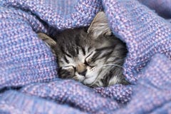 Sluggish Tired Kitten Is Lazy Lying Under The Covers. Lazy Morning. Stock Photography