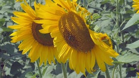 Sluit mening die over twee zonnebloemhoofden op landbouwgebied omhoog groeien Bij die farina van zonnebloem verzamelen Zonnebloem stock footage Sluit mening die over twee zonnebloemhoofden op landbouwgebied omhoog groeien Bij die farina van zonnebloem verzamelen Zonnebloem stock footage