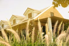 Sluit omhoog foto van mooi grasgebied met sunligth, backgrou stock fotografie Sluit omhoog foto van mooi grasgebied met sunligth, backgrou stock fotografie