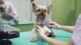 Sluit omhoog handen van groomer kammend bont op poten van hond Yorkshire Terrier in huisdier het verzorgen salon stock footage Sluit omhoog handen van groomer kammend bont op poten van hond Yorkshire Terrier in huisdier het verzorgen salon stock footage