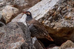 Sluit omhoog mening van de chukar chukar status van patrijsalectoris op de rots royalty-vrije stock afbeelding Sluit omhoog mening van de chukar chukar status van patrijsalectoris op de rots royalty-vrije stock afbeelding
