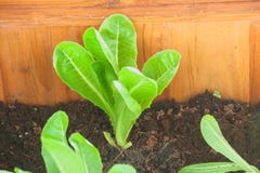 Sluit omhoog mening van groene jonge Cos Lettuce-groente in bruine grond bij openluchttuin stock afbeeldingen Sluit omhoog mening van groene jonge Cos Lettuce-groente in bruine grond bij openluchttuin stock afbeeldingen