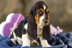 Sluit omhoog mooie en zachte puppybasset hond stock afbeelding Sluit omhoog mooie en zachte puppybasset hond stock afbeelding