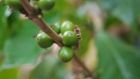 Sluit omhoog onrijpe koffiebonen in koffietakken, biologische landbouwinstallaties in Azië, groene onrijpe koffiebonen op boom stock video Sluit omhoog onrijpe koffiebonen in koffietakken, biologische landbouwinstallaties in Azië, groene onrijpe koffiebonen op boom stock video